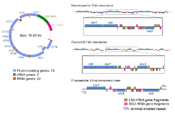 Fig. 1. Three types of mitochondrial genome structure. (a) The circular form is represented by a vertebrate mt DNA