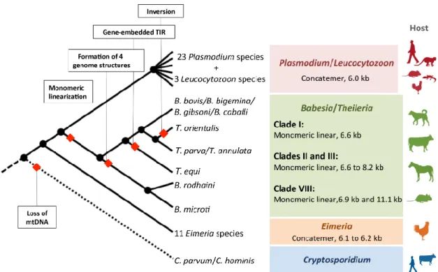 Fig.  3.  A scheme  for  the  evolution  of apicomplexan  mitochondrial  genomes.  Plasmodium/Leucocytozoon and  Eimeria  have concatenated mtDNA