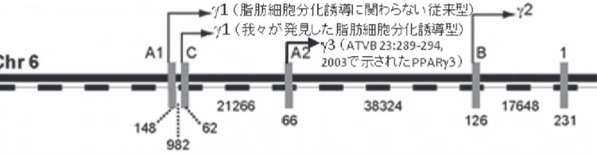 図 3.  ヒトPPAR γ（hPPAR γ）の選択的スプライシングバリアント．ヒトもマウスと同様に認められる．特に，Meirhaeghe らが報告しているhPPAR γ 3のプロモーター開始部位と産物を矢印で示した．我々が見出した脂肪細胞分化誘導に 関わるhPPAR γ 1（脂肪細胞分化誘導型 Ppar γ 1sv）の選択的スプライシングバリアントのサイズは，脂肪細胞分化 誘導に関わらないとされる従来型のhPPARγ1と同程度を示す．翻訳開始コドン（ATG）がaxonE1にあるため脂肪細胞 分化誘導型Pp