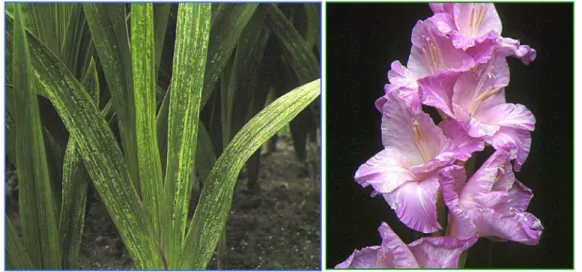 図 1-1  グラジオラス葉部(左)・花部(右)におけるウイルスモザイク病の病徴  1.1  材料と方法    1.1.1  発生実態の調査  1997 年の 4 月から 10 月にかけて、ポット栽培した市販球茎と京都府内のほ場で栽培されてい るグラジオラス  (図 1-1)  から葉をランダムに採取した。また、京都府内の栽培ほ場については、 病徴が軽いグラジオラス葉と激しいグラジオラス葉をそれぞれ分けて採取した。これらについて  簡易間接 ELISA 法を行い、BYMV と CMV および TMV の感染