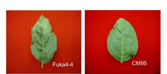 図 2-3  Nicotiana rustica 上位葉  における  CMV 強毒株 Fuka4-4 (左)  と    CMV 弱毒株 CM95 (右)の病徴. 