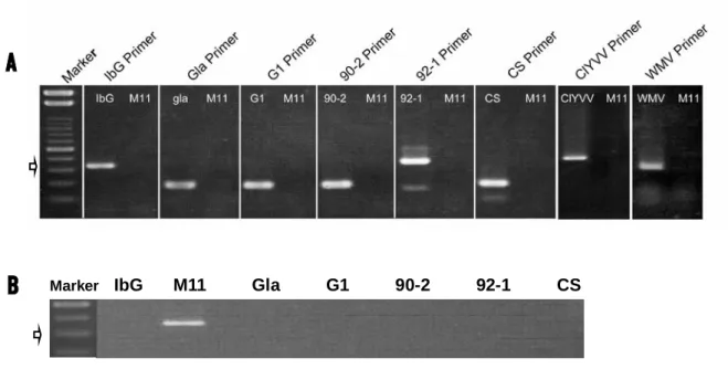 図 3-3 Reverse transcriptiom-polymerase chain reaction (RT-PCR) (A,B)  による インゲンマメ黄斑モザイクウイルス  (BYMV),  クローバ葉脈黄化ウイルス  (ClYVV) および  カボチャモザイクウイルス  (WMV)株の特異的識別検出．   