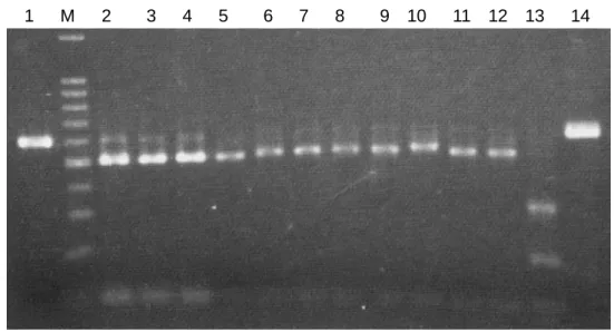 図 3-8  CM95 (lane 1)  と強毒ウイルス株(lane 2-13)の RT-PCR-RFLP  バンドパター ン． 