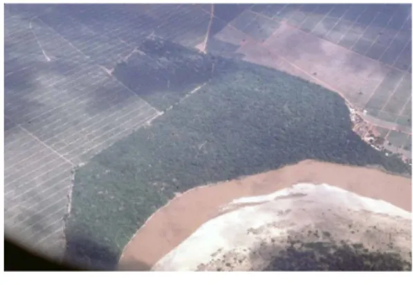 図 3　上空から見たベレンティの森。マンジャレ川は 写真の右から左に流れている。周りをサイザル のプランテーションが囲んでいる。