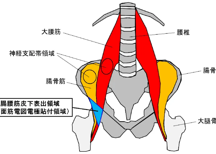 図 2.7  腸腰筋の皮下表出領域の概念図 