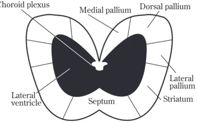 Fig.   3  Basic structure of the brain  The brain is composed of pallium and subpallium,  i.e., the medial, dorsal, and lateral palliums, and  striatum and septum, respectively
