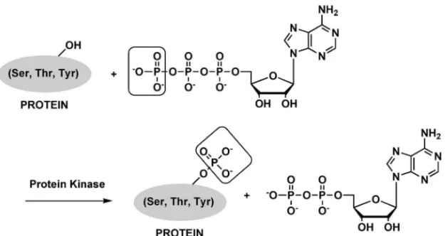Fig. 1. Protein Phosphorylation Catalyzed by a Protein Kinase質によって認識される標識としても優れている．このリン酸化を行う酵素がプロテインキナーゼであり，標的基質のセリン，トレオニン，チロシン残基をリン酸化することで，細胞活動の幅広い制御を行っている．キナーゼは，Fig