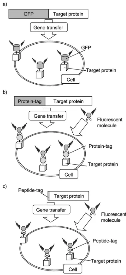 Fig. 4. Fluorescent Labeling by a) GFP, b) Protein Tag- Tag-‰uorescent Molecule System, c) Peptide Tag-Tag-‰uorescent Molecule System究を進めている．3ペプチドの化学的性質を利用した生体高分子の選択的認識と検出発蛍光性蛍光試薬を用いたペプチドタグ導入タンパク質の選択的標識3-1.タンパク質の蛍光イメージングタンパク質は，核酸や糖鎖と並ぶ重要な生体高分子であり，生物の中で起こる