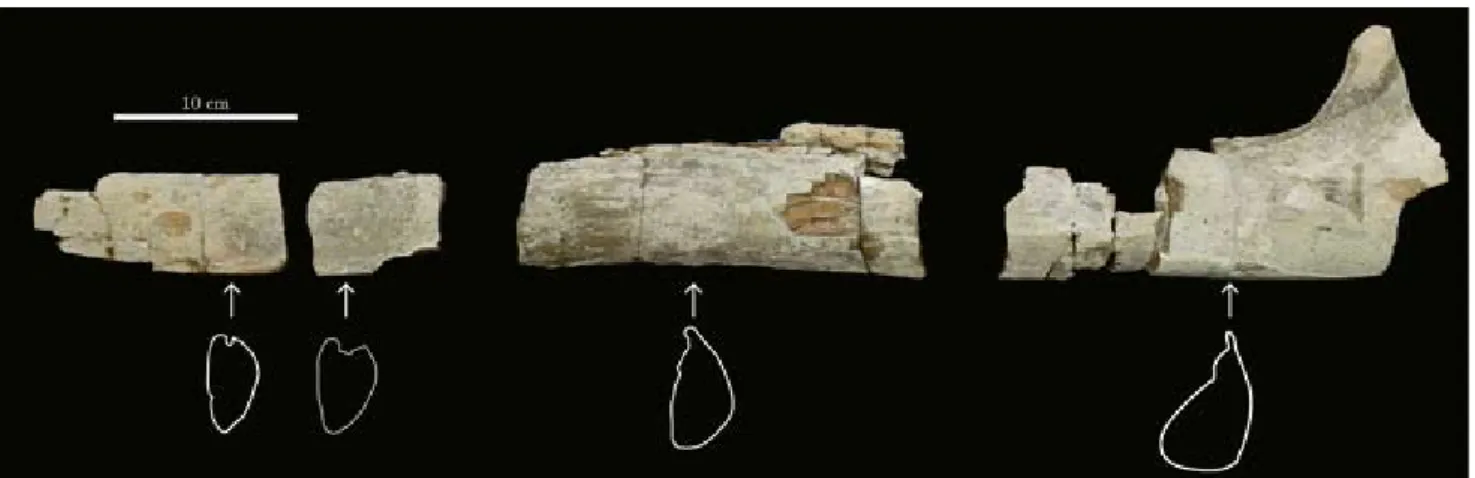 図 6. Isanacetus sp. cf. I. laticephalus（イサナセタス・ラティセファルスの近似種），戸狩部層産．MFM18127．左下顎骨の外 面観及び矢印の位置における下顎骨断面図．