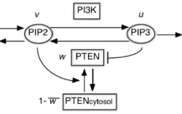 図 1: $PIP_{3}-PIP_{2}$ -PTEN の 3 変数反応拡散系、 式 $(1\rangle-(3)$ に対応する c リン脂質である PIP3. $PIP_{2}$ は細胞