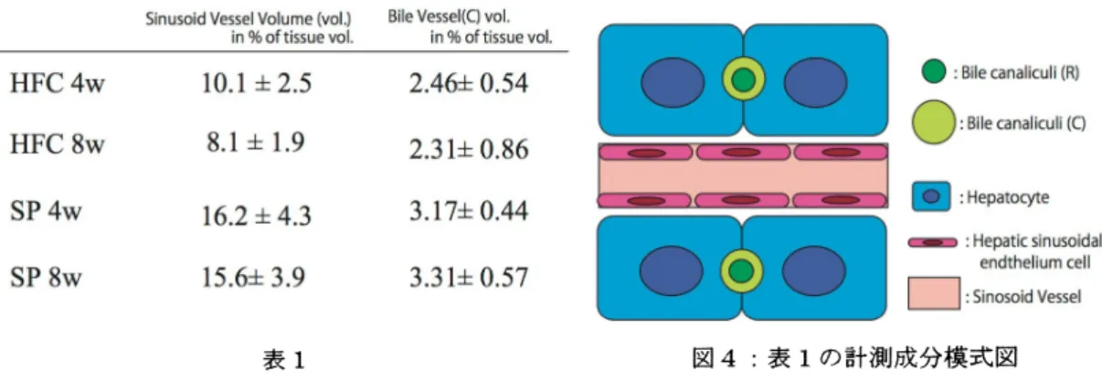 表 1 図 4: 表 1 の計測成分模式図 3. 2 フラクタル次元 前項と同様にそれぞれの群の各 3 個体について、それぞれ 1 か所以上ずつから得たサンプルを用い て、 肝類洞網、 毛細胆管網のフラクタル次元を計測した。 結果をまとめたのが表 2 である。 SP 群と 比べ、 肝類洞の分布のフラクタル次元は変化が見られない。 が、 毛細胆管の分布では、 4 週，8 週と 時間がたつごとにフラクタル次元が低くっている。 実際、 (図 2(b) の細い管 ( 毛細胆管 ) は 3 次元 ネットワーク状に複雑