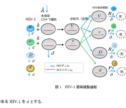 図 1 HTV-I 感染複製過程 方に変異がある HIV-I を $d$ とする． 2.2 感染複製過程 図 1 は， HIV-I の感染，変異，複製の過程を示している．未感染状態にあるフリーな HJV4 は，その遺伝子 型によらず一定の割合 $c$ で除去されるとする．一方，未感染細胞 (T) は，一定の割合 $\lambda$ で骨髄から供給され，一 定の割合 $d$ で死んでいくとする． $V$ のフリーなウィルス粒子は，感染率 $k$ で朱感染細胞 $T$ に吸着し、侵入 する、 細胞内に侵入したウ