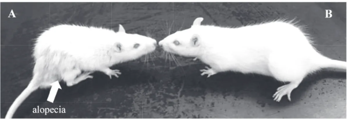 Fig. 1. The ZnD rat (A) and Pf rat (B) at 4 weeks after zinc defi cient diet intake or zinc contained diet intake were  indicated