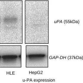 図 1-3  HLE 細胞と HepG2 細胞における uPA 発現 