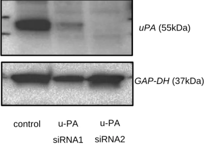 図 3-1  HLE 細胞における Stealth siRNA による uPA ノックダウン