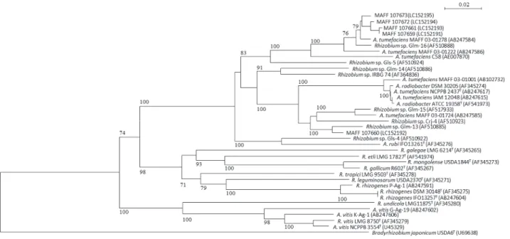 図 2.   ITS 領域の塩基配列を基にした分離菌株の系統樹 