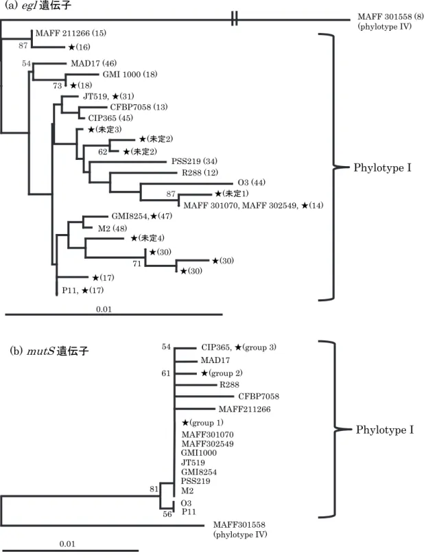 図 1.  egl  遺伝子および  mutS  遺伝子領域の塩基配列に基づくショウガ科植物青枯病菌の遺伝 的類縁関係