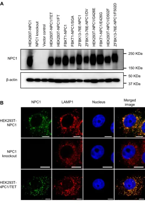 Figure 1. Expression of exogenous NPC1 in Vero E6/NPC1-KO cl.19 cells 
