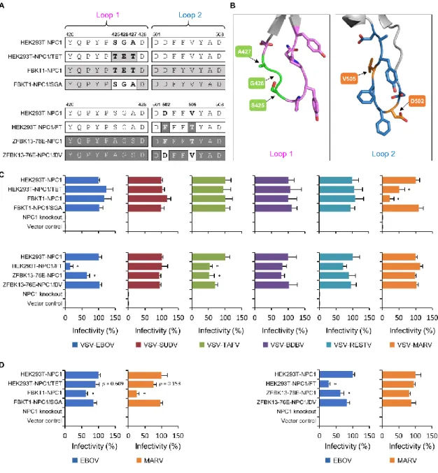Figure  5.  Effects  of  amino  acid  substitutions  in  the  NPC1-C  loops  on  cell  susceptibility to pseudotyped VSVs, EBOV, and MARV 
