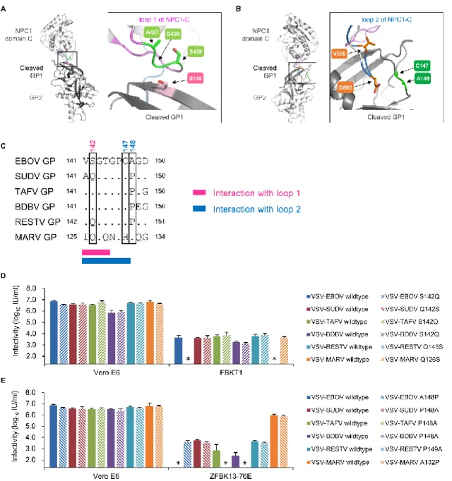 Figure  6.  Effects  of  amino  acid  substitutions  in  the  GP  RBD  on  the  infectivity  of  pseudotyped VSVs in FBKT1 and ZFBK13-76E cells 