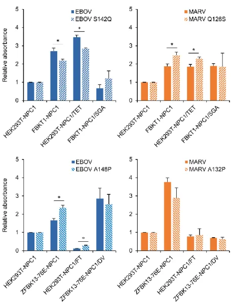 Figure 8. Binding activity of NPC1 molecules to wildtype and mutant GPs 