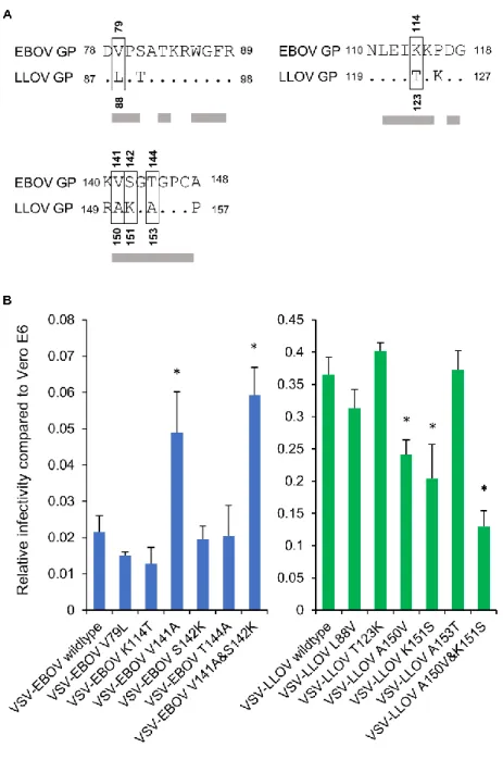 Figure 13. Amino acid differences in the RBD between EBOV and LLOV GPs and  effects of amino acid substitutions in the GP RBD on the infectivity of pseudotyped  VSVs in SuBK12-08 cells   