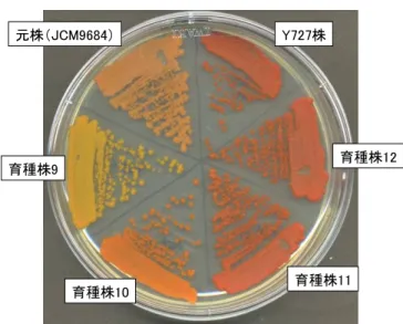 図 3-5  アスタキサンチン高生産株の 樹立    ファフィア酵母元株 JCM9684，ア スタキサンチン高生産ファフィア酵母株 Y72 7，JCM9684 ミューテーターを育種して得ら れた育種株 9～12 を YM 寒天平板培地にス トリークし，23℃培養した．  アスタキサンチン生産性が低い元株 JCM9 684 は，肌色に近い赤みを呈した．アスタキ サンチン高生産株 Y727 は赤色（アスタキサ ンチンの色）を呈した．JCM9684 ミューテー ターを育種して得られた育種株 11 および 1 2 