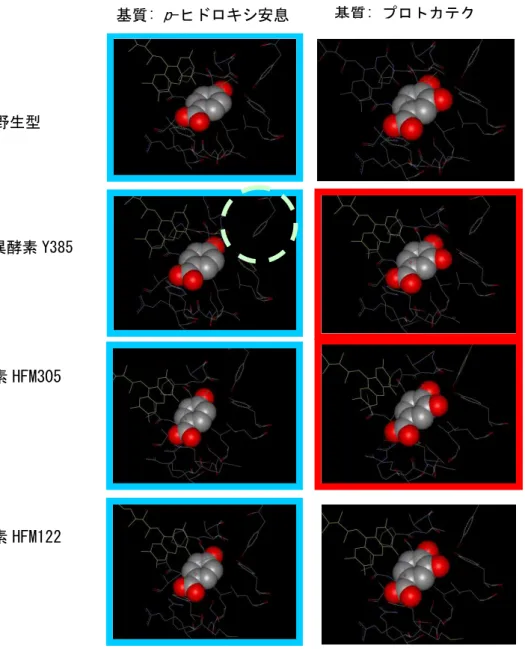 図 2-2．基質結合の構造モデル：野生株、Y385F、HFM305 酵素、HFM122  酵素と基質(左： p -ヒドロキシ安 息香酸、右：プロトカテク酸)付近の構造  基質をスペースフィル構造で示す。補酵素 FAD  を黄色で示す。基質変換活性がある構造を枠で示す( p  -ヒドロキシ安息香酸→プロトカテク酸変換活性を持つ構造は水色の枠、プロトカテク酸→没食子酸  変換 活性を持つ構造は赤色の枠で示す)。２段目 Y385F 変異体の  385 番目の F を○で示した。  の約 700 種類の水酸化酵素遺