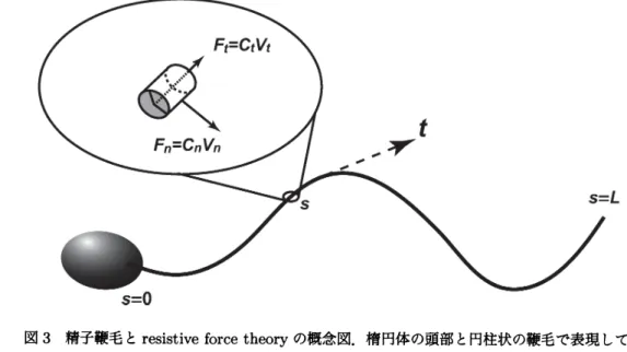 図 3 精子鞭毛と resistive force theory の概念図．楕円体の頭部と円柱状の鞭毛で表現してい る．RFT では鞭毛は非常に細く，鞭毛には局所的な流体力がはたらくと考え，流体力の接線成 分瓦と法線成分 $F_{n}$ はそれぞれ接線速度玩と法線速度 $V_{n}$ に比例する． と表される．ここで， $C_{t}$ と $C_{n}$ はそれぞれ接線方向と法線方向の流体抵抗係数で，近似の精度に よってその値は異なる．Hancock[25] の理論では， $C_{t}=2\pi\mu(\l