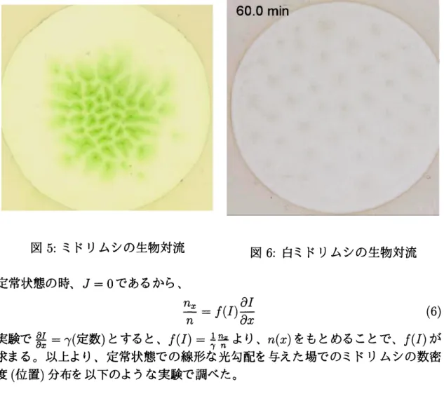 図 5: ミドリムシの生物対流 図 6: 白ミドリムシの生物対流 定常状態の時、 $J=0$ であるから、