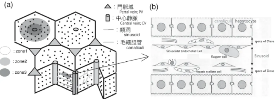 図 1: (a): 肝小葉とその他の構造の配置図． (b):(a) の灰色四角内を拡大した， 2 次元ミクロ構造配置図．異 なる 2 種の管 (類洞と毛細胆管) が 3 次元周期ネットヮーク構造を作り出し，配置している． 2.2 パターンの指標 パターンを比較するためには，パターンの特徴を抽出する指標が必要である．ここでは，類洞と毛細胆管 の 2 管の太さの違いや，その張巡らされる管には方向性があるのかどうかを検出する指標を作成し 比較検 討に用いる． 文献 [6] で紹介されている手法を一部改変して，類洞