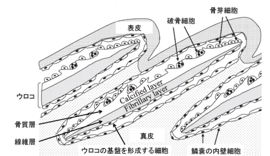図 1. キンギョのウロコの断面模式図 ( 左が頭側 ) $([3, Fig.l$ (A)] より著者 の許可を受けて複製改変) 2.2. ウロコの再生過程．ウロコが引き抜かれると，空になった鱗嚢の底面に沿って細胞塊 が現れウロコの基盤となる。 基盤を形成する細胞とその上に現れた骨芽細胞との間に骨 マトリクスが形成され，これが骨質層の基となる。 基盤を形成する細胞から分泌された コラーゲン分子は会合し整列してシート状に積み重なって，下層に線維層を形成する。 こ の線維層と，上層の石灰化された骨質層が重なるこ