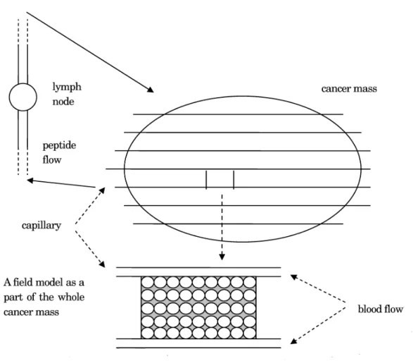Fig. lAfield model and its relationship with the whole cancer mass and alymph node
