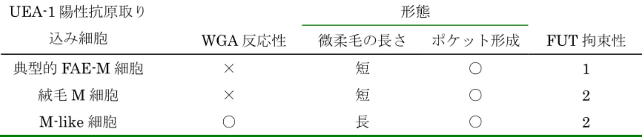 表 4  小腸上皮 M 細胞亜集団における WGA 反応性、形態および FUT 拘束性  無菌マウスの回腸には典型的な FAE-M 細胞のみ存在が認められる（図３）ことから、典型 的な M 細胞の分化は外的要因に左右されないこと（プログラム型）、および回腸における M-like 細胞や絨毛 M 細胞は腸内細菌誘導型であると考えられる。興味深いことに、これら の CT および腸内細菌誘導型 M 細胞亜集団におけるフコシル化は FUT2 に拘束されている ことが判明した（図３）。これらの結果は、FUT1 が典型
