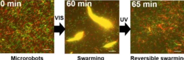 Figure  3:  Cargo  transport  and  unloading  by  molecular  swarm robot through DNA hybridization under VIS-UV  light.