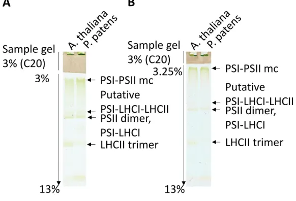 Fig. 9 Acrylamide  の濃度（ A:3%-13%; B:3.25%-13% ）が異なる 2 種類の分離ゲル を用いた lpCN-PAGE  による、 Physcomitrella と Arabidopsis  の光化学系の 分離パターンの比較