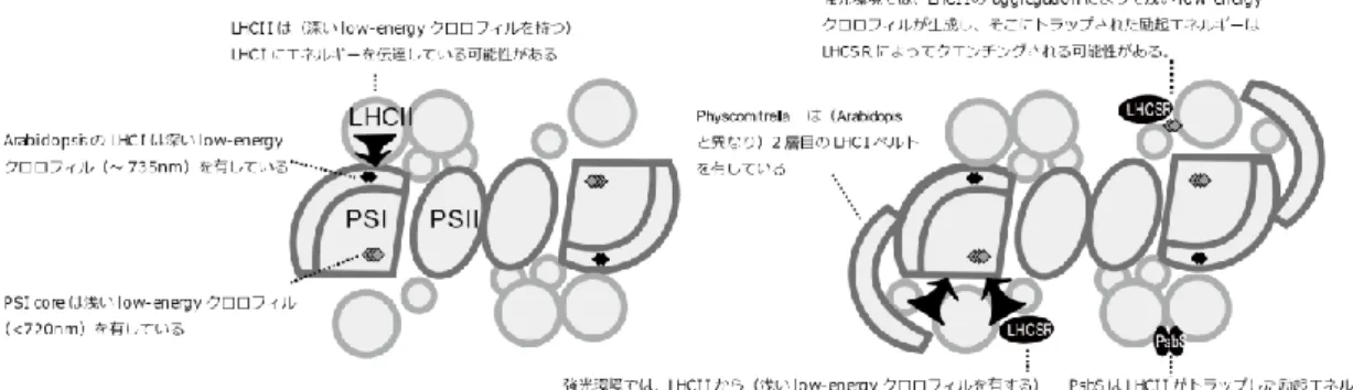 Fig. 20 Arabidopsis と Physcomitrella の PSI-PSII megacomplex  のモデル図 大小の円は LHCII trimer  と LHCII monomer  を表している。エネルギーが深い