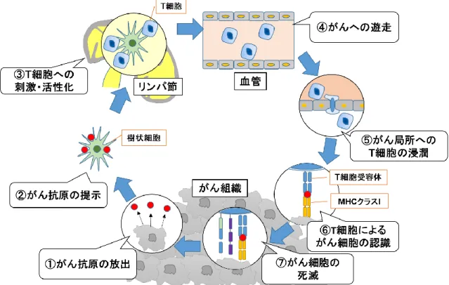 Figure 1  がん免疫サイクル。がん抗原の放出を起点に樹状細胞による抗原提示、Ｔ細胞の活性化を介して