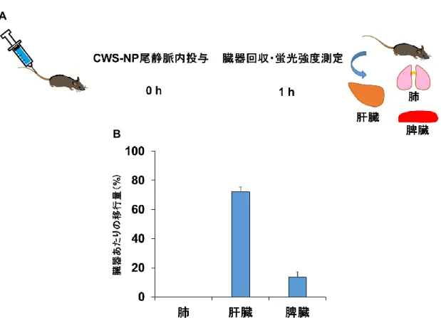 Figure  2-3  CWS-NP 尾静脈内投与による臓器分布。 （A）実験の概要（B）各臓器あたりの移行量 DiD 標 識 CWS-NP を尾静脈内投与 1 時間後に各臓器を回収しホモジナイズした。蛍光強度（λex = 641 nm λem 