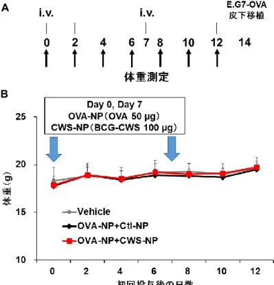 Figure 2-8-1 CWS-NP 全身投与による毒性評価。 （A）体重変化の投与・測定スケジュール（B）CWS-NP 投与による体重変化の結果  mean±SD n=10   