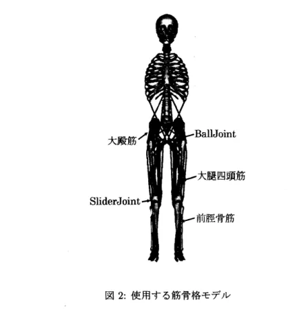 図 2: 使用する筋骨格モデル