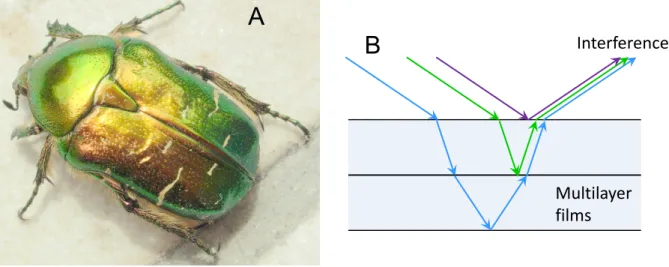 Figure 1.2 The color rich in metallic luster on a jewel beetle (A) and a schematic of a multilayer interference (B).