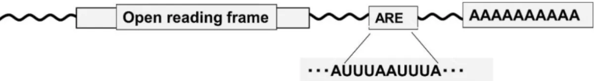 Figure 1.3.  Adenosine- and uridine-rich elements (AREs) 