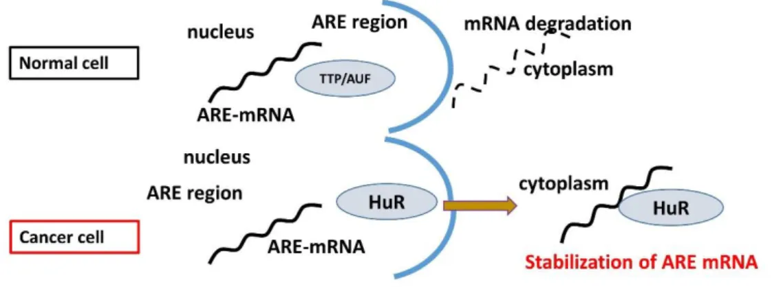 Figure 1.4. Degradation and Stabilization of ARE mRNA. 