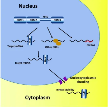 Figure 1.5.  HuR and stabilization of ARE-mRNA 