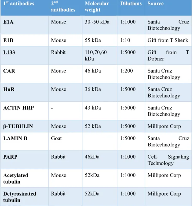 Table 2.2: Antibodies used in this study. 