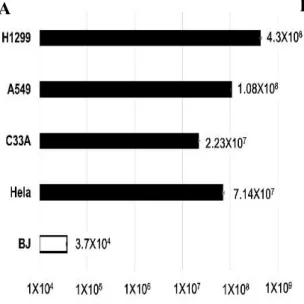 Figure 2.1. Expression of early and late virus protein in Ad-fosARE and WT300- WT300-infected cells