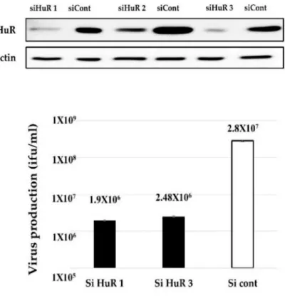 Figure 2.4. Effect of HuR knockdown on virus replication. HeLa cells were  transfected with a siRNA targeting HuR and a negative control siRNA, and  via western  blot analysis, the expression of HuR  was estimated