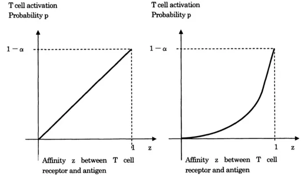 Fig. 1 The graphs of $T$ cell activation probabihty vs. affinity between $T$ cell receptor and antigen As meanings of $\alpha$ the $f_{0}u_{ow\dot{m}g}$ two cases are $\infty$ nsidered.