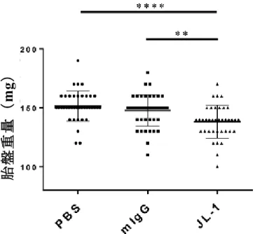 Figure 10. PBS 群、mIgG 群および JL-1 群における胎盤重量
